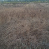 Balotesti - Saftica - Flamingo Park -476 mp