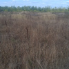 Balotesti - Saftica - Flamingo Park -476 mp